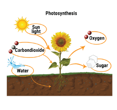 Photosynthesis